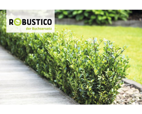 Robusticco Buchsersatz im Garten