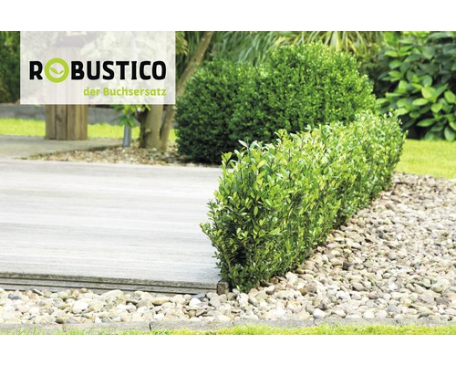 Garten mit immergrüner Hecke und robusten Pflanzen als Buchsbaumersatz