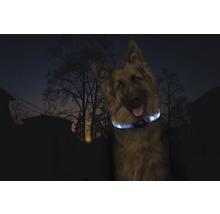 Deutscher Schäferhund mit leuchtendem Halsband für die Sicherheit im Dunkeln