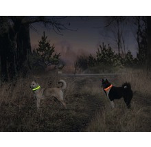Zwei Hunde mit leuchtenden Halsbändern im Gelände