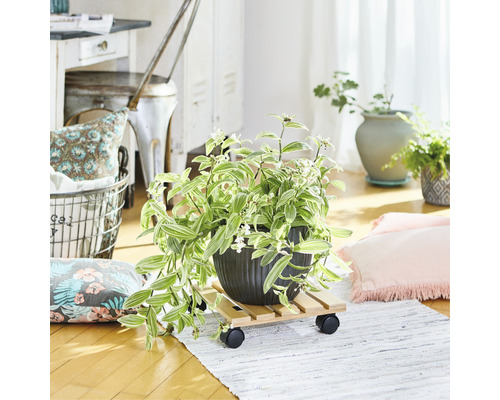 Zimmer mit Pflanze im Topf auf einem Pflanzenroller aus Holz