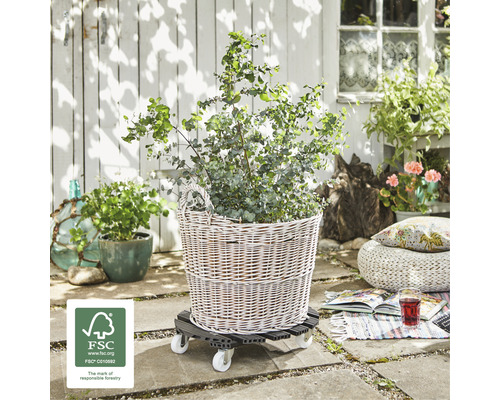 Korb mit Pflanze auf Pflanzenroller im Außenbereich