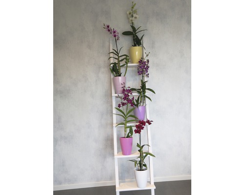 Dekorative Holzleiter mit Orchideen in bunten Töpfen