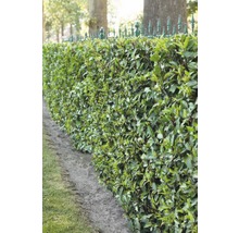 Im Bild ist eine grüne Lorbeerhecke zu sehen, die als Gartenzaun dient.