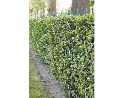 Im Bild ist eine grüne Lorbeerhecke zu sehen, die als Gartenzaun dient.