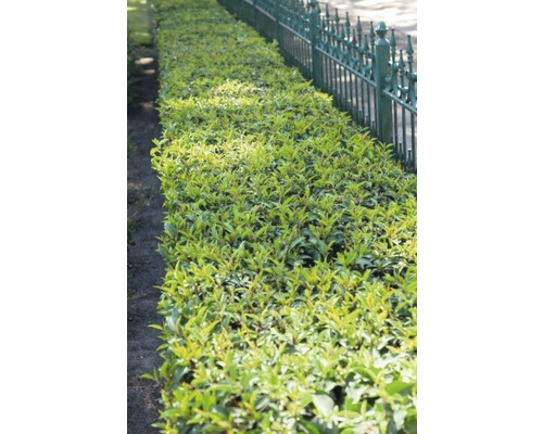 Grüne Hecke neben einem Metallzaun im Garten