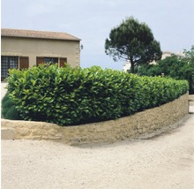 Im Bild ist eine Kirschlorbeerhecke vor einem Haus zu sehen.