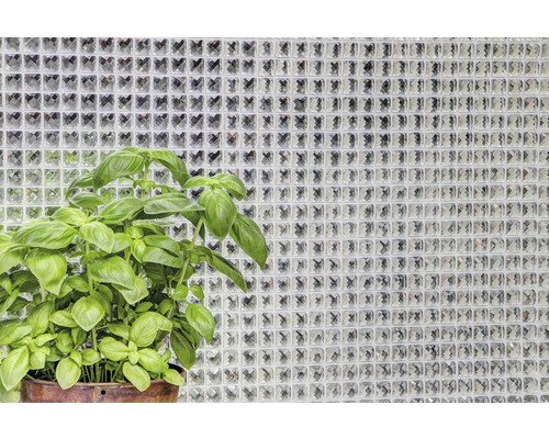 Basilikumpflanze im Topf vor einer Wand aus Glasbausteinen