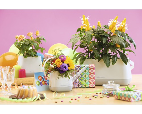 Dekorativer Geburtstagstisch mit Pflanzen in Übertöpfen, Kuchen, Ballons und Geschenken