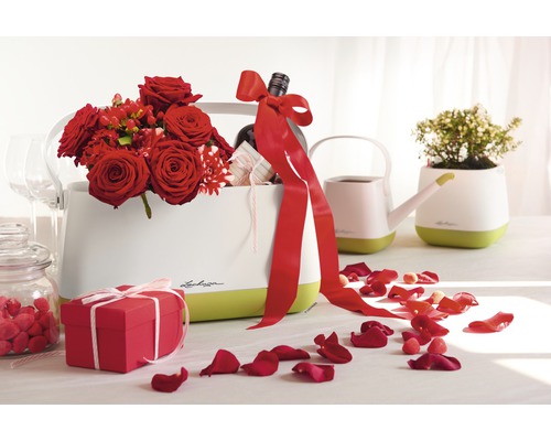 Dekorative Szene mit Lechuza Pflanzgefäßen, Blumen, Geschenk und Rosenblättern