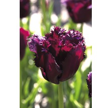 Blumenzwiebel Premium Tulpe 'Gorilla' 10 Stk.