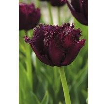 Blumenzwiebel Premium Tulpe 'Gorilla' 10 Stk.