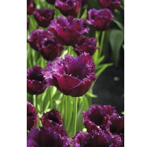 Blumenzwiebel Premium Tulpe 'Gorilla' 10 Stk.
