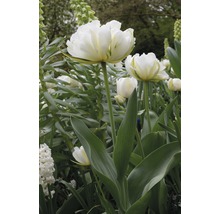 Blumenzwiebel Premium Tulpe 'Exotic Emperor' 10 Stk