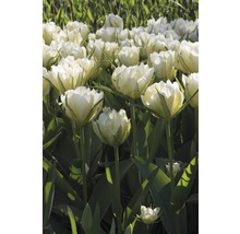 Blumenzwiebel Premium Tulpe 'Exotic Emperor' 10 Stk