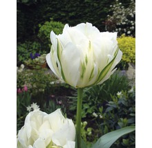 Blumenzwiebel Premium Tulpe 'Exotic Emperor' 10 Stk