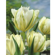 Blumenzwiebel Premium Tulpe 'Exotic Emperor' 10 Stk