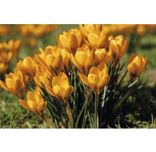 Gelbe Krokusse im Garten