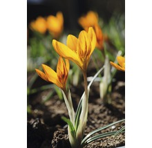 Nahaufnahme von Krokusblüten im Gartenbeet.