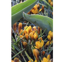 Nahaufnahme von gelben Krokussen im Garten
