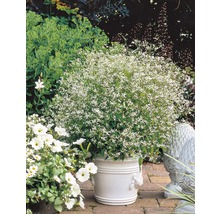 Garten mit Euphorbia hypericifolia Diamond Frost in einem Topf.