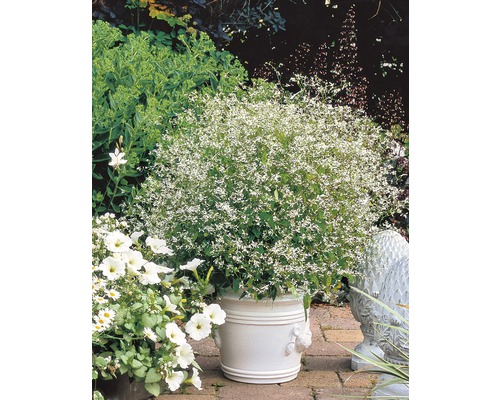 Garten mit Euphorbia hypericifolia Diamond Frost in einem Topf.