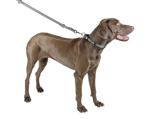 Ein Hund mit Halsband und Leine.