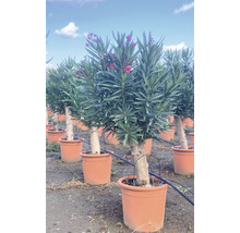 Mehrere Oleander-Hochstämme in Pflanzgefäßen