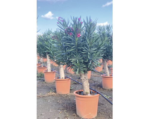 Mehrere Oleander-Hochstämme in Pflanzgefäßen