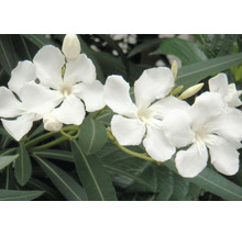 Nahaufnahme weißer Oleanderblüten mit grünen Blättern