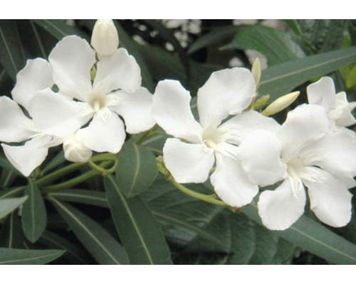 Nahaufnahme weißer Oleanderblüten mit grünen Blättern