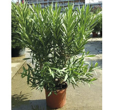 Oleanderpflanze im Topf