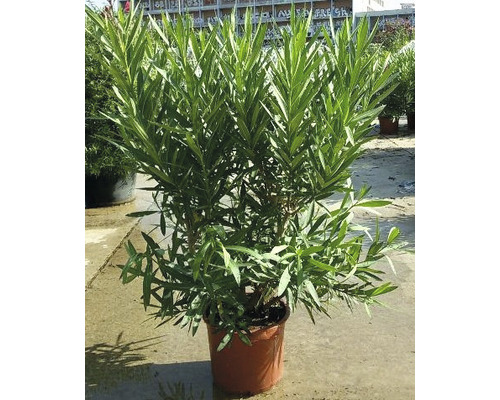 Oleanderpflanze im Topf