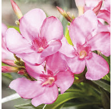 Nahaufnahme von Oleanderblüten