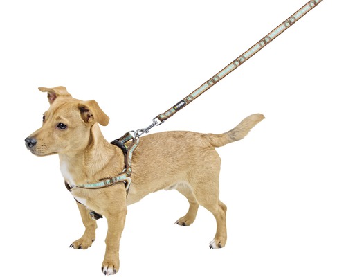 Hund mit Hundegeschirr und Leine