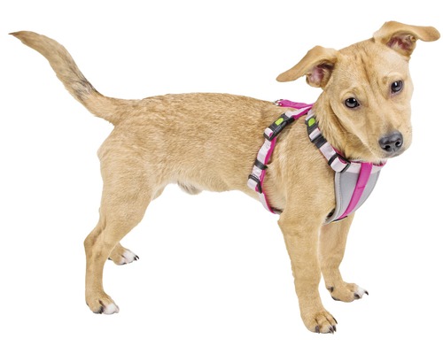 Hund mit Hundegeschirr