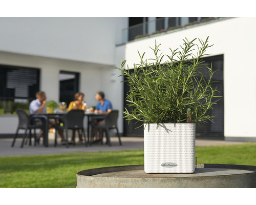 Quadratischer Pflanzkübel mit Kräutern im Garten