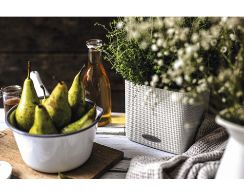 Stillleben mit Birnen in Schüssel und Kräutern im Pflanzgefäß