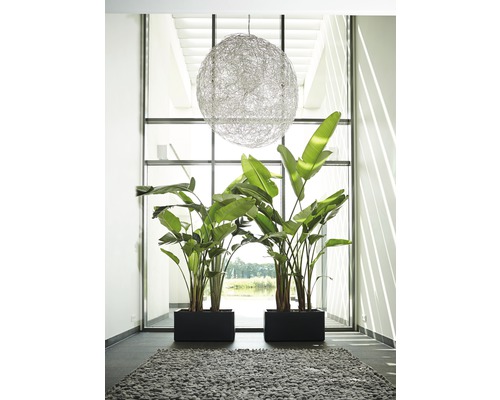 Dekoratives Interieur mit Zimmerpflanzen in Pflanzkästen und einer Kugel-Hängelampe