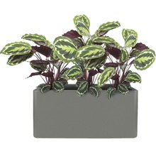 Calathea im rechteckigen Pflanzgefäß für den Innenbereich