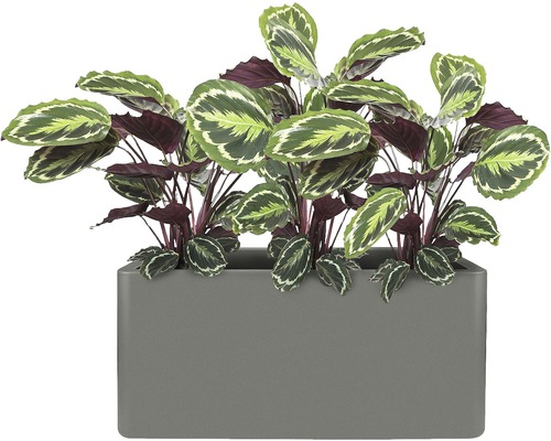 Calathea im rechteckigen Pflanzgefäß für den Innenbereich