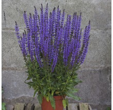 Salbei Pflanze im Topf