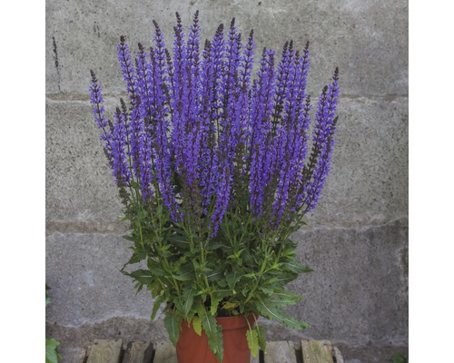 Salbei Pflanze im Topf