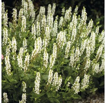 Blühende Salbeipflanze im Garten