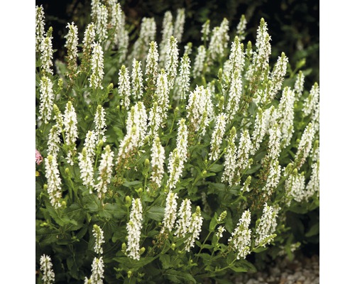 Blühende Salbeipflanze im Garten