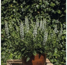 Salbei Pflanze mit weißen Blüten in einem Topf.