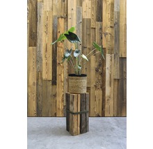 Balken aus Altholz in Fichte/Tanne/Kiefer von 100x120-140x140mm 1000mm-thumb-11 Balken aus Altholz in Fichte/Tanne/Kiefer von 100x120-140x140mm 1000mm-thumb-11