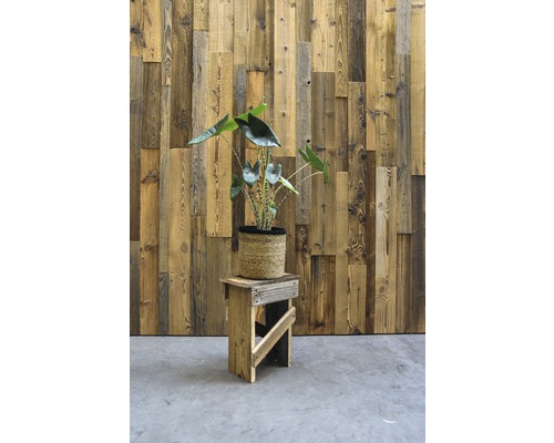 Dekorative Zimmerpflanze auf einem Holzschemel vor einer Holzwand