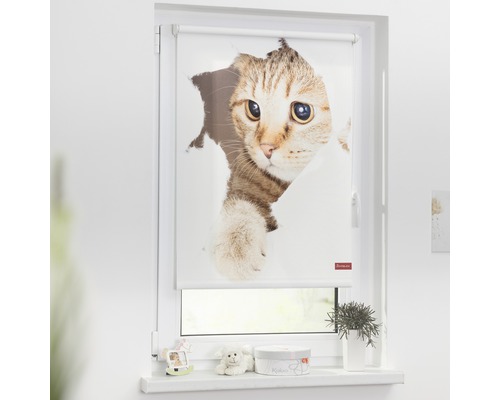 Klemmrollo Lichtblick ohne Bohren Thermo Katze 120x150 cm inkl. Klemmträger Fensterrollo mit Katzenmotiv im weißen Fensterrahmen