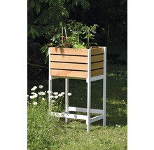 Hochbeet aus Holz mit Tomatenpflanzen im Garten